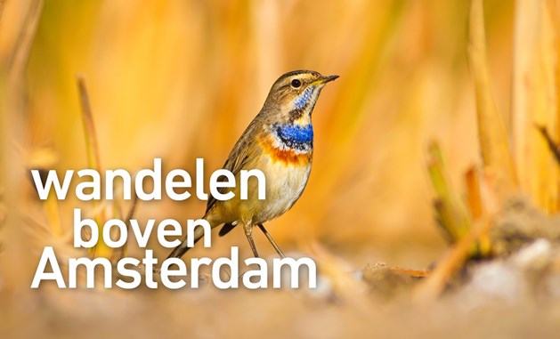 Wandelen boven Amsterdam