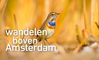 Wandelen boven Amsterdam