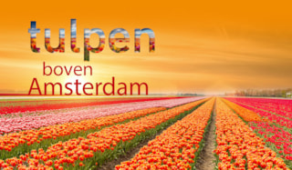 Tulpen boven Amsterdam
