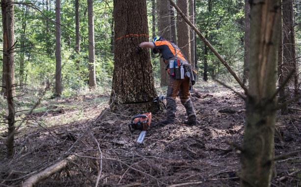 30847-Vellen_lariks@Marco-van-de-Brugwal---Staatsbosbeheer