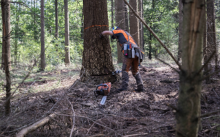 30847-Vellen_lariks@Marco-van-de-Brugwal---Staatsbosbeheer