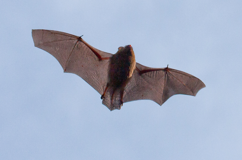 Speuren naar vleermuizen in het Robbenoordbos 